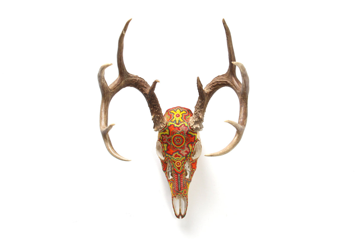 Cráneo de Venado Huichol - Xamainuri I