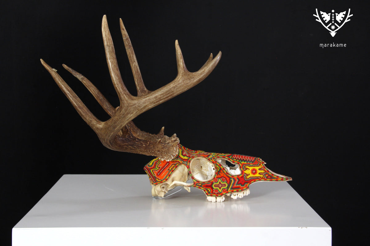 Cráneo de Venado Huichol - Xamainuri I