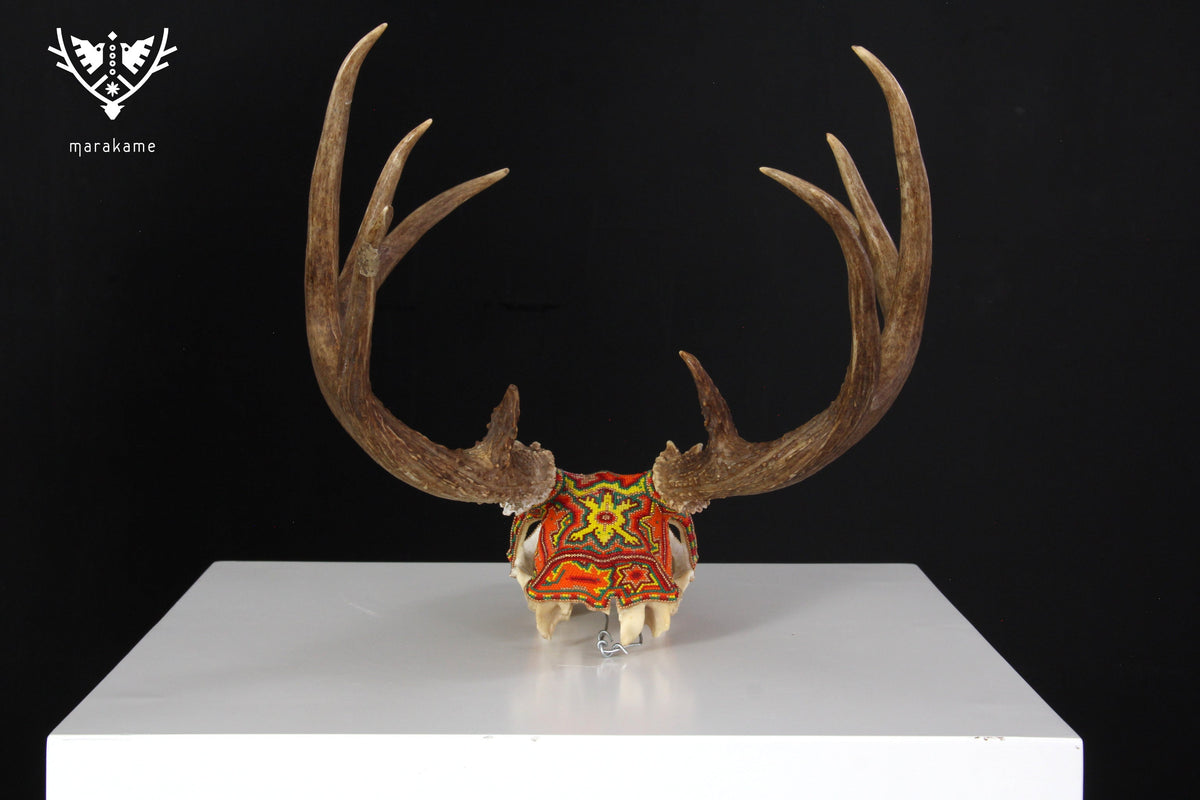 Cráneo de Venado Huichol - Xamainuri I