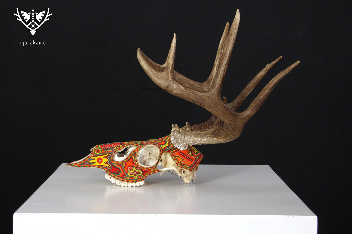 Cráneo de Venado Huichol - Xamainuri I