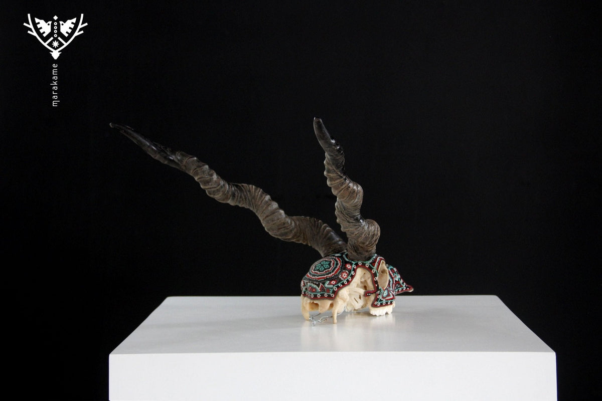 Cráneo auténtico de Blackbuck - Haramara - Arte Huichol - Marakame