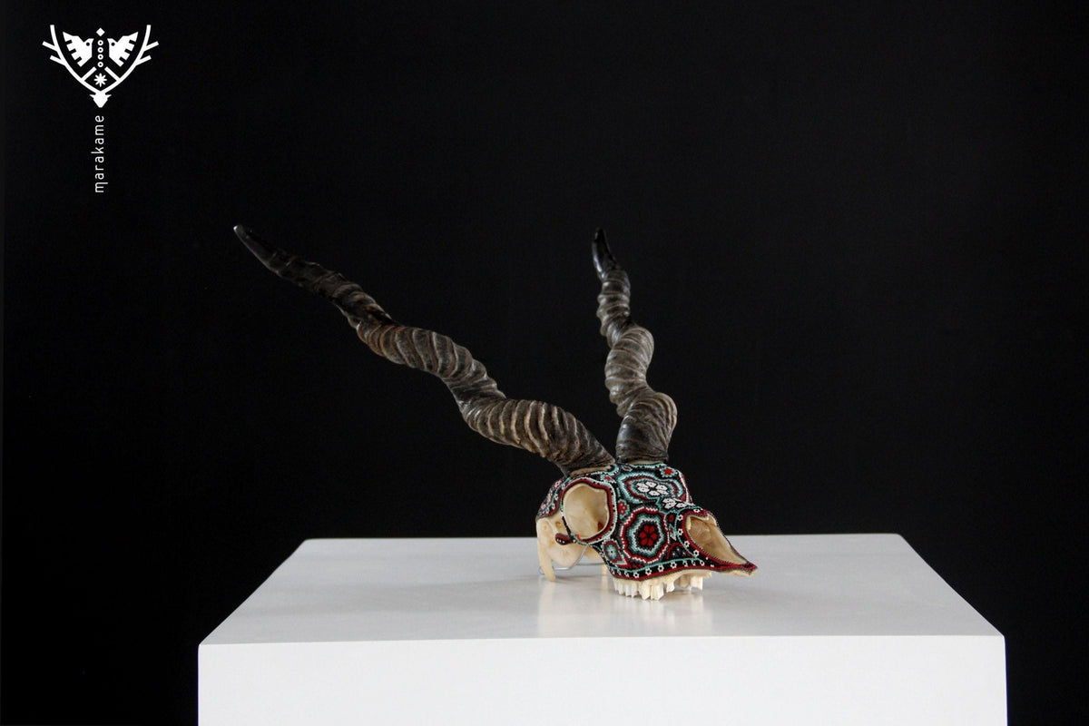 Cráneo auténtico de Blackbuck - Haramara - Arte Huichol - Marakame