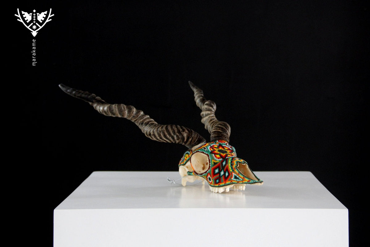 Cráneo auténtico de Blackbuck - Hikuri Neixa - Arte Huichol - Marakame