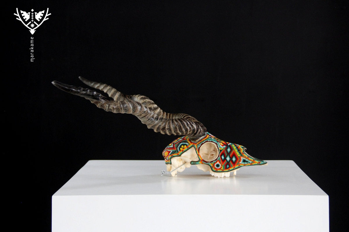 Cráneo auténtico de Blackbuck - Hikuri Neixa - Arte Huichol - Marakame