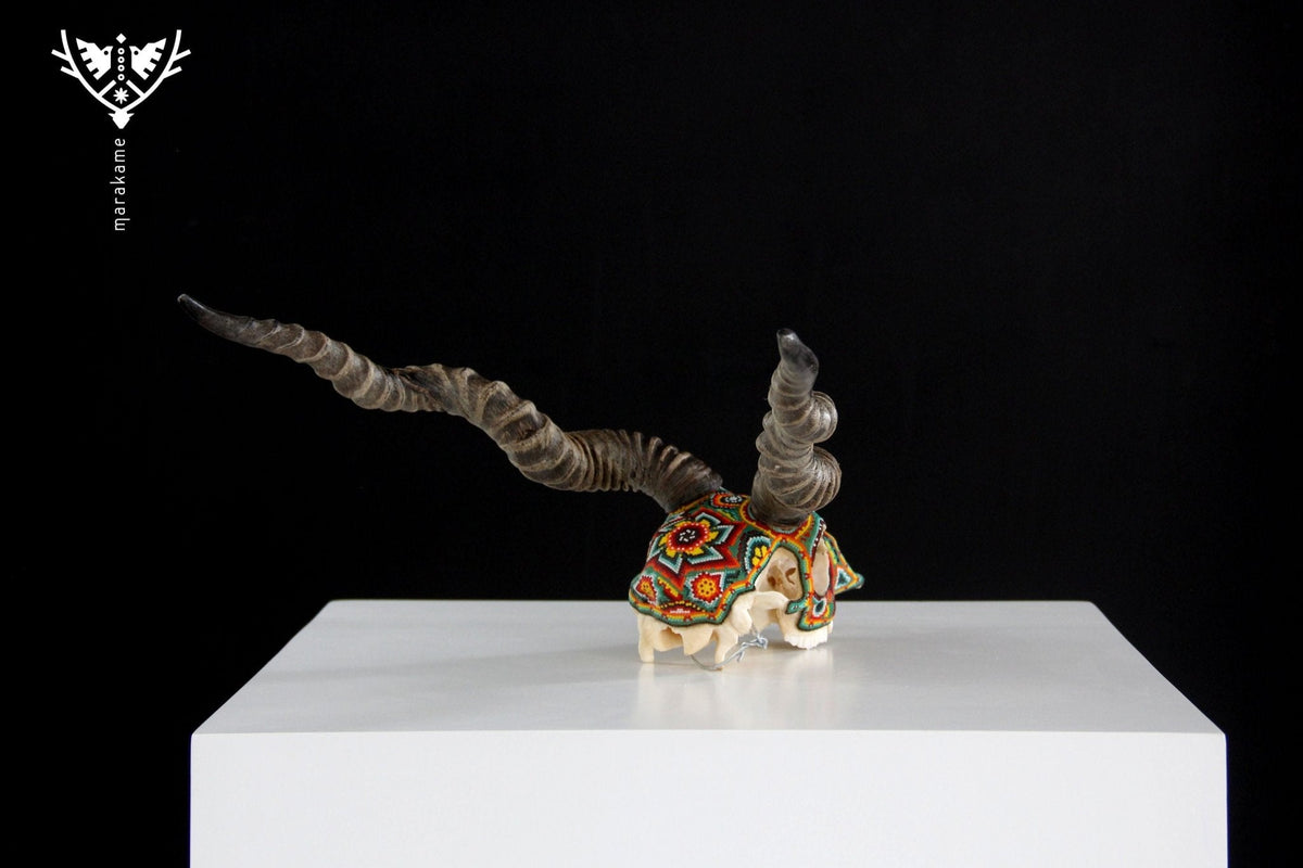 Cráneo auténtico de Blackbuck - Hikuri Neixa - Arte Huichol - Marakame