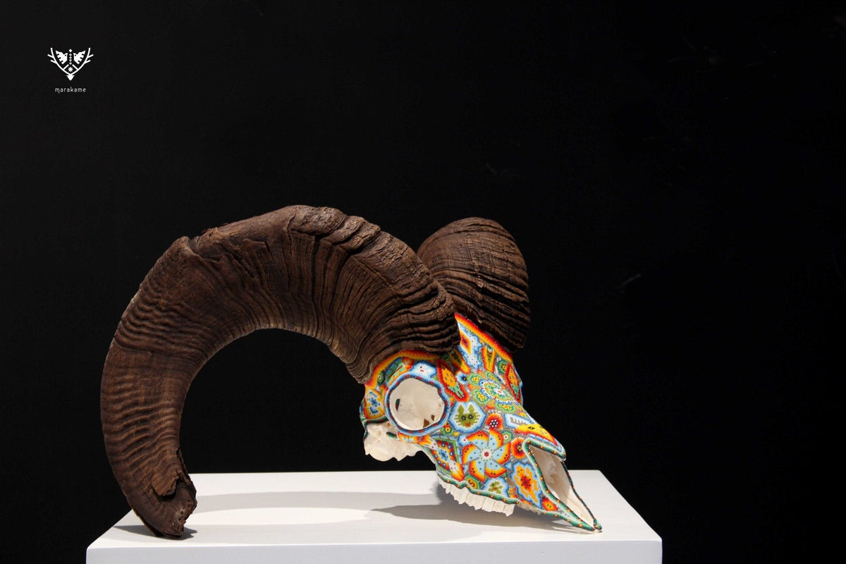 Cráneo auténtico de borrego cimarrón - Yurienaka - Arte Huichol - Marakame