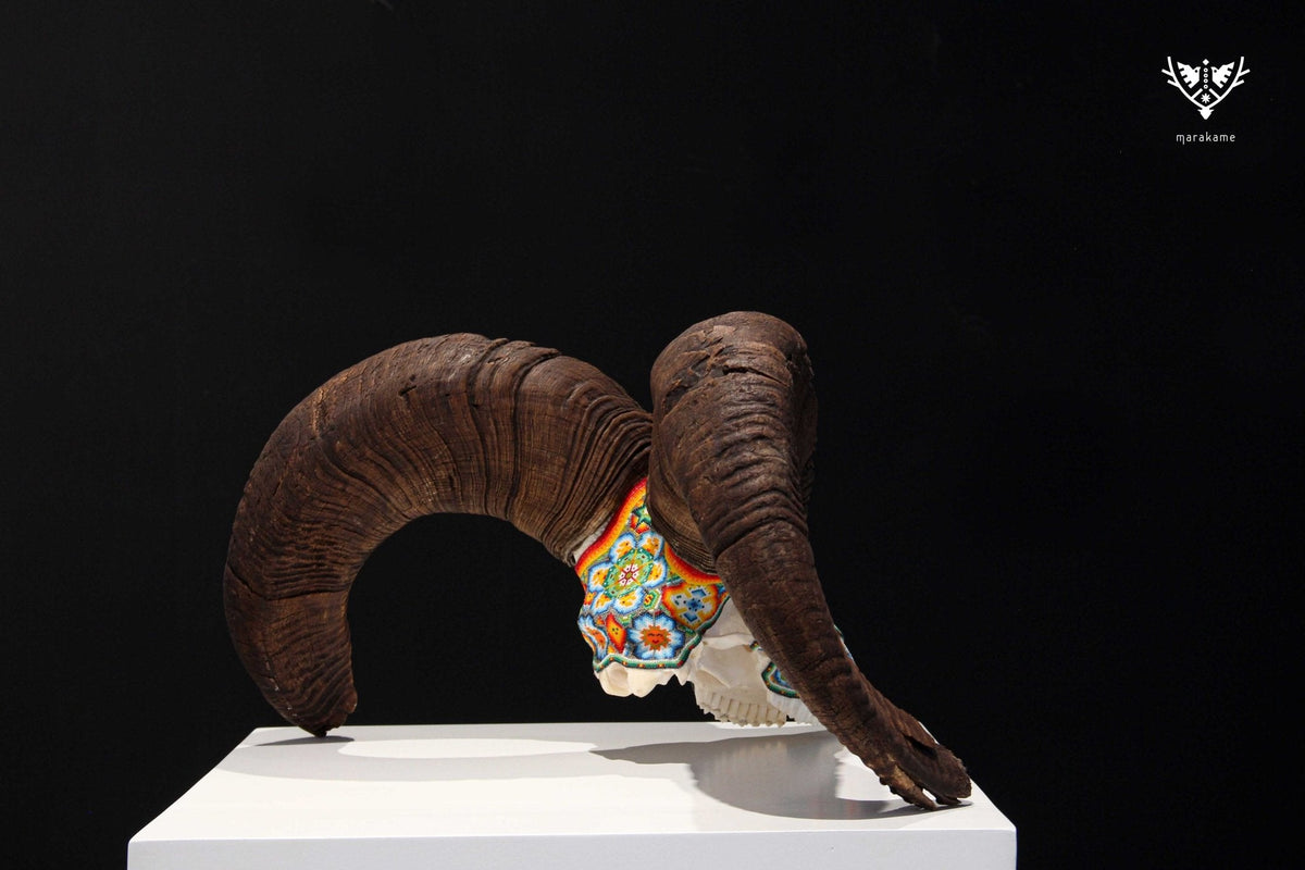 Cráneo auténtico de borrego cimarrón - Yurienaka - Arte Huichol - Marakame