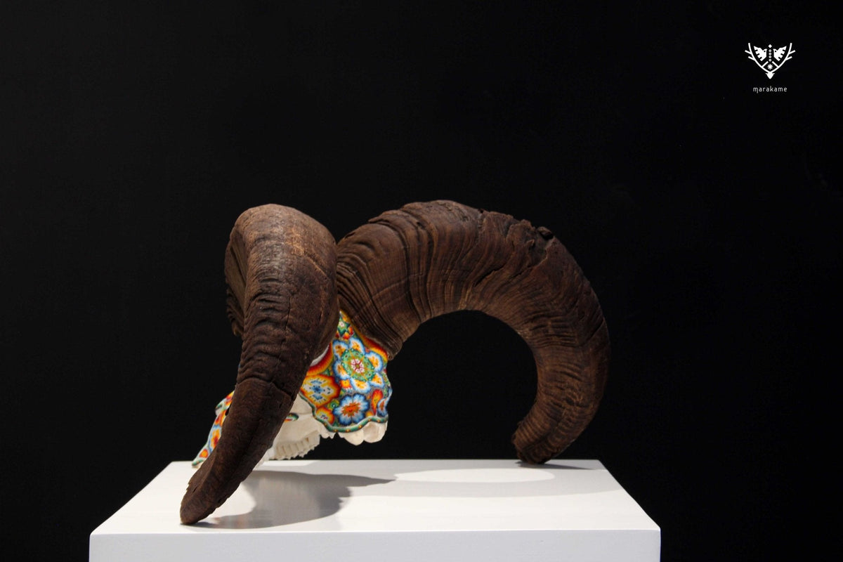 Cráneo auténtico de borrego cimarrón - Yurienaka - Arte Huichol - Marakame