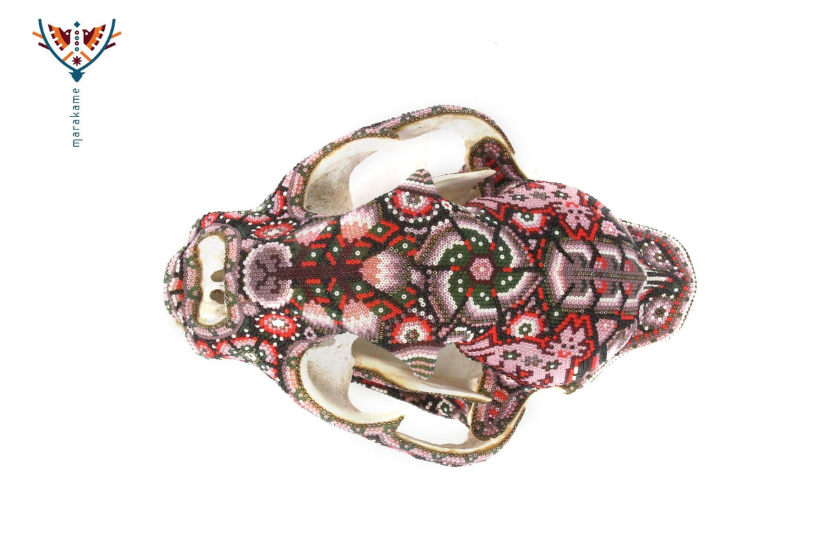 Cráneo auténtico de puma - Takutsi - Arte Huichol - Marakame