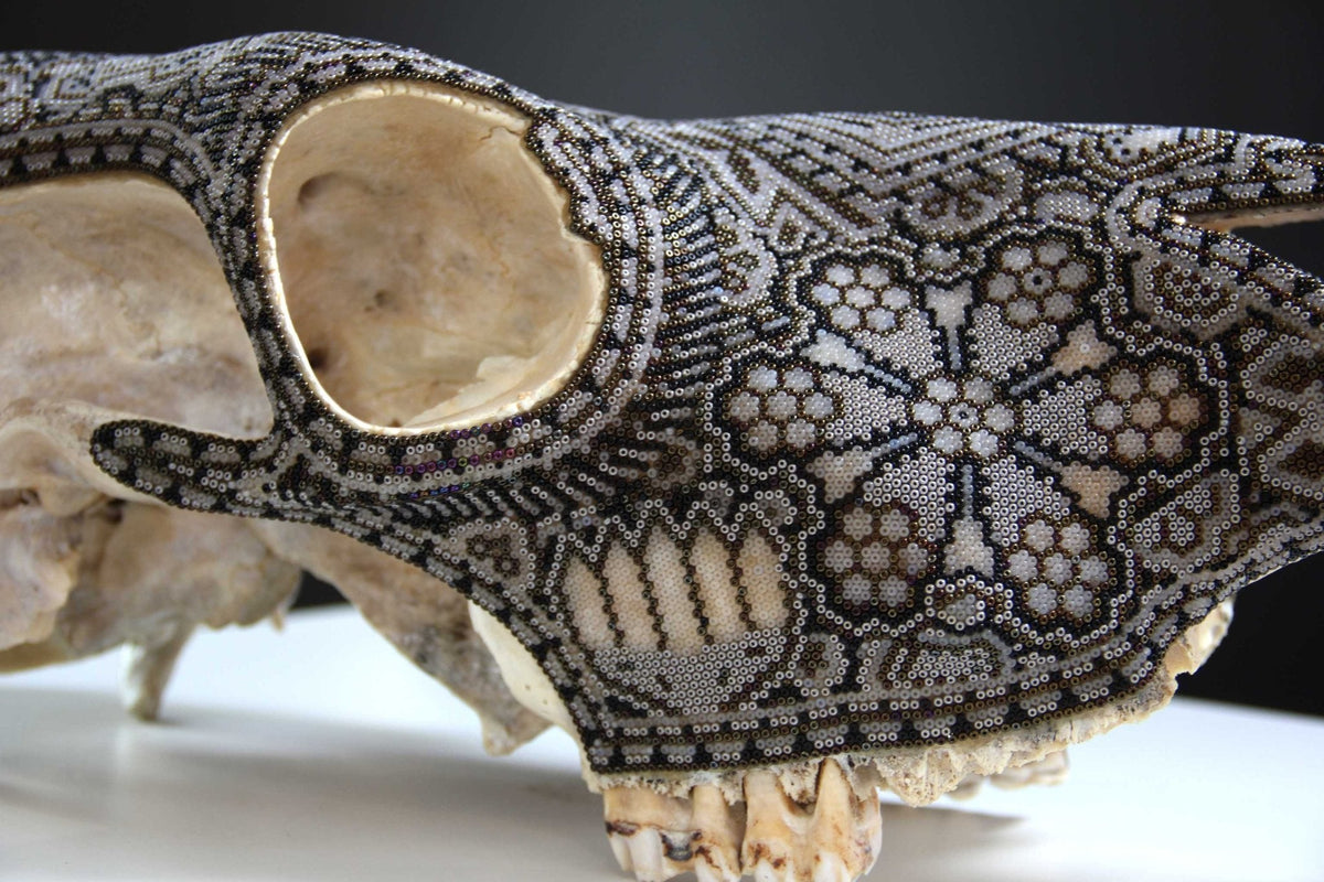Cráneo de vaca Arte Huichol - Gran Wexikia - Arte Huichol - Marakame