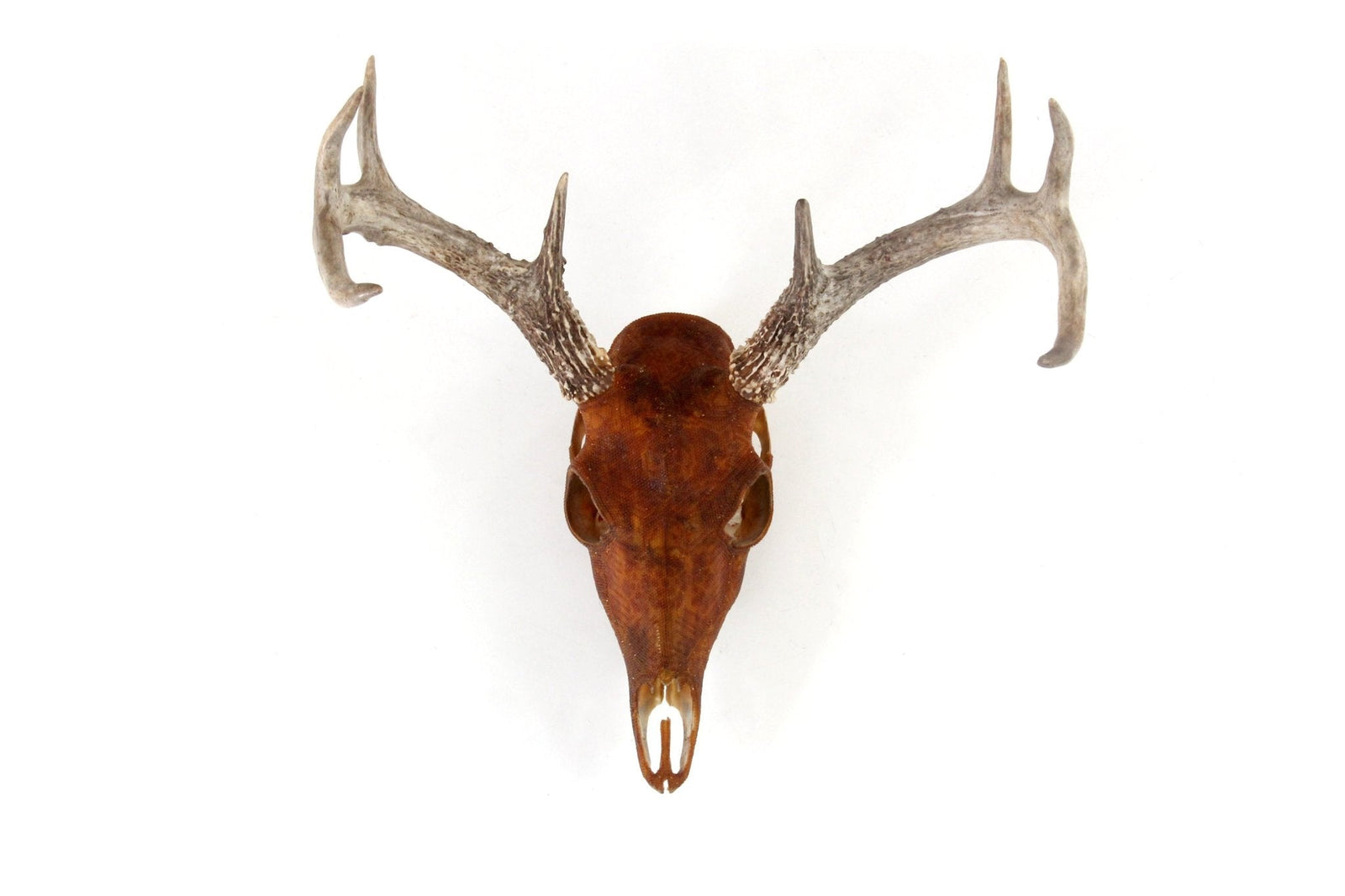 Cráneo de Venado Arte Huichol - Xikiri - Arte Huichol - Marakame