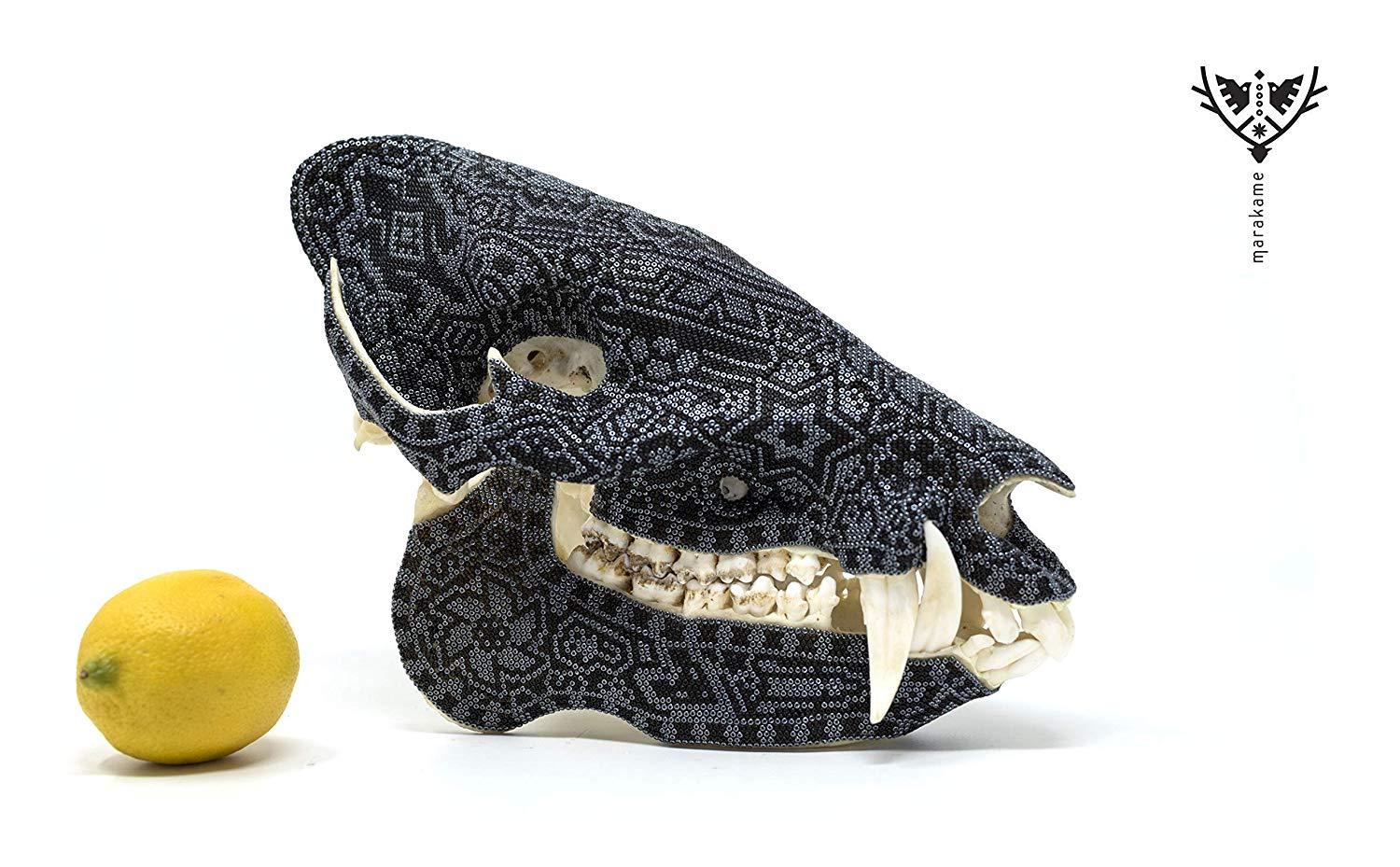 Cráneo de Jabalí -"Xurawe Temai" - Arte Huichol - Marakame